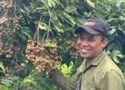 Kebun Kelengkeng Jadi Daya Tarik Desa Bandungrejo Bojonegoro