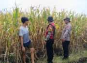 Cek Lahan Jagung Siap Panen di Balongbendo Sidoarjo, Dukung Swasembada Pangan 2026