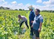 Polresta Sidoarjo Dorong Swasembada Pangan, Lahan Melon di Prambon Siap Panen