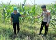 Optimalisasi Program Ketahanan Pangan, Polsek Prambon Dampingi Petani Jagung