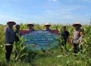 Panen Raya Jagung di Balongbendo, Wujud Dukungan Polri terhadap Ketahanan Pangan