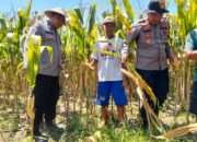 Dukung Swasembada Pangan, Polsek Prambon Terus Dampingi Petani
