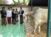Idul Adha di Sidoarjo, Bupati Subandi serahkan 1 ekor Sapi 800 Kg kepada Masjid agung dan Sapi Presiden Disalurkan ke Jabon