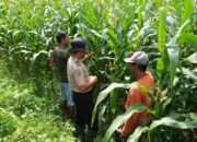 Polsek Balongbendo Dukung Swasembada Pangan, Optimalkan Perkembangan Tanaman Jagung Hibrida