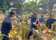 Dukung Ketahanan Pangan, Kalapas Beserta Jajaran Pejabat Struktural dan Staf Lapas Batang Gelar Panen Raya Jagung di Lahan SAE